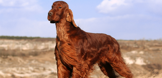 irish setter