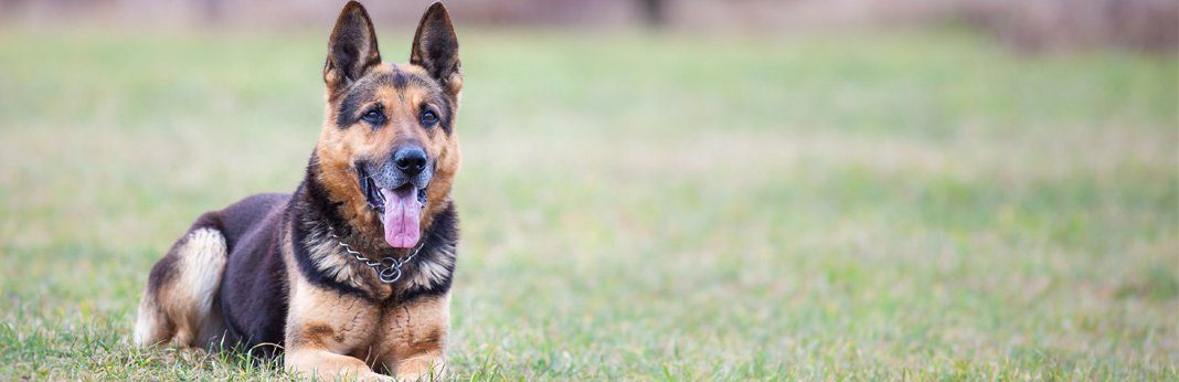 top ten loyal dog breeds