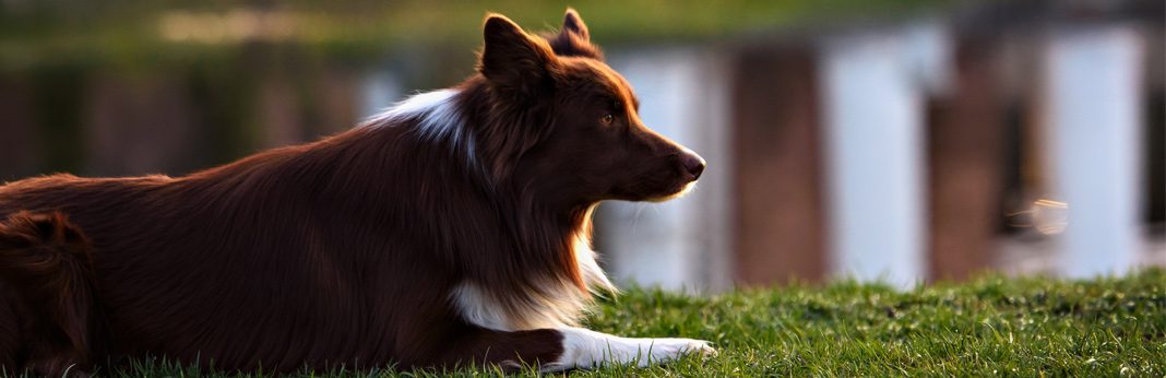 sentinel-for-dogs-uses-benefits-side-effects-guide