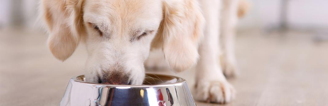 is it okay to feed your dog once a day