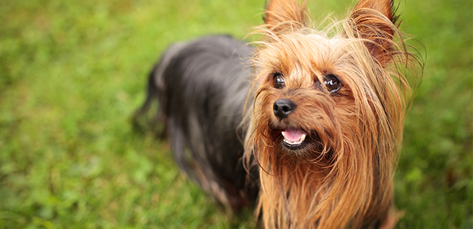 yorkshire terrier puppy