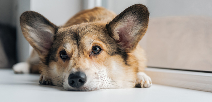 Cute corgi dog lying