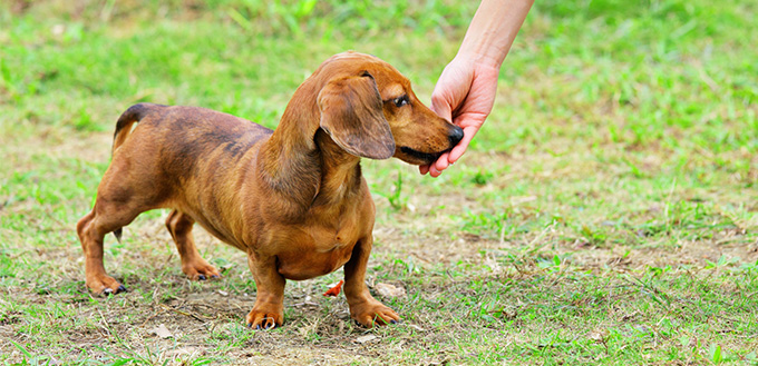 feeding dog