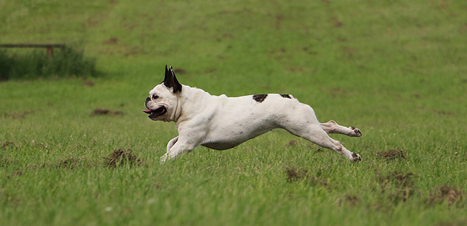 French bulldog is running in the park