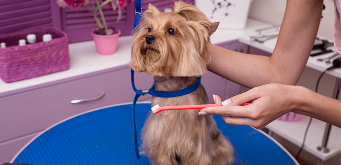 Groomer grooming dog