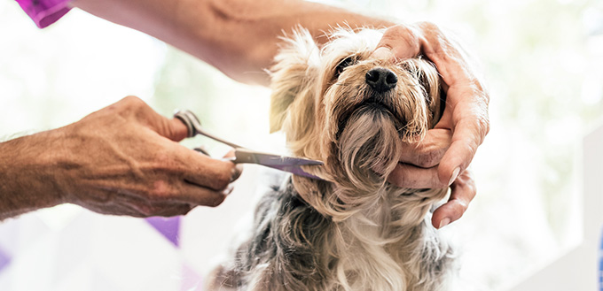 Grooming a little dog