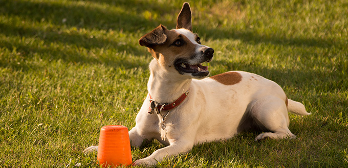 Jack Russel Dog Smiling