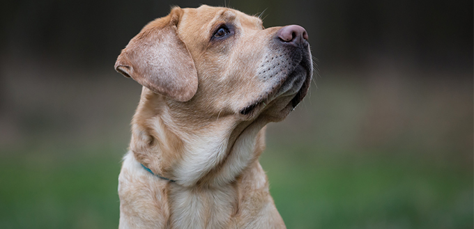 Labrador Retriever