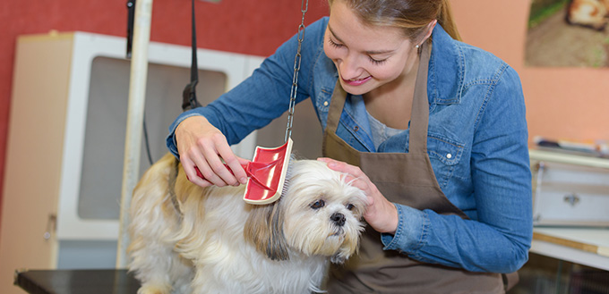 Woman grooming pet dog