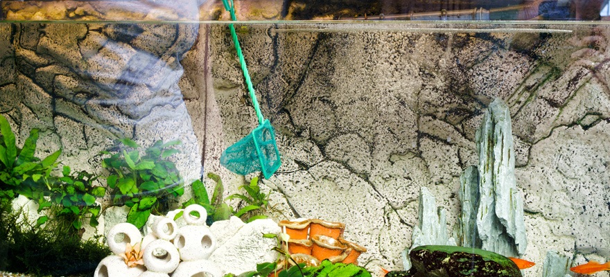 advantages of cleaning your fish tank