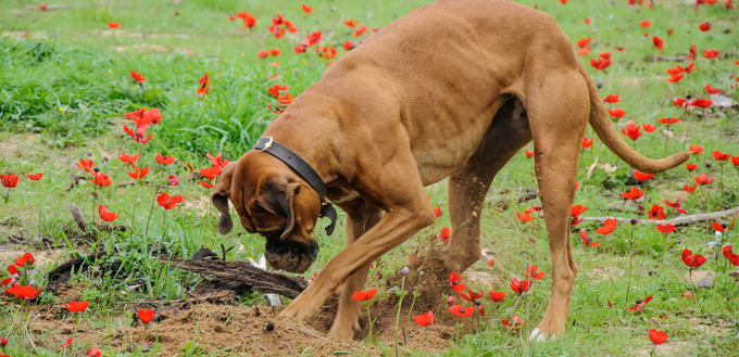 dog digging in yard