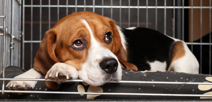 dog in a crate