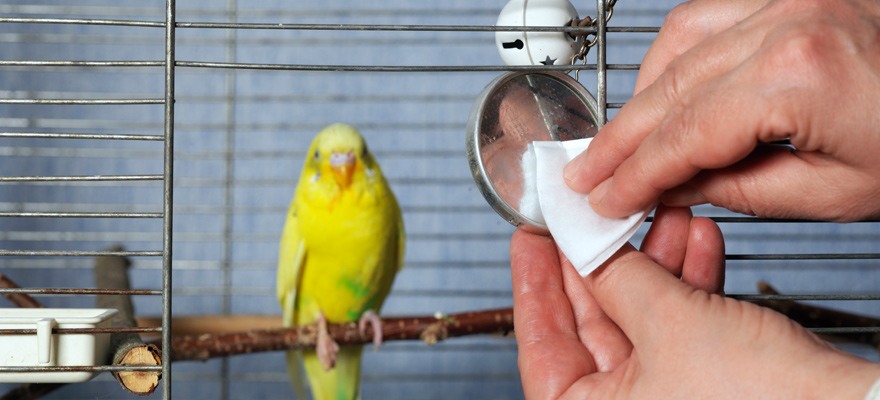 drying the bird cage