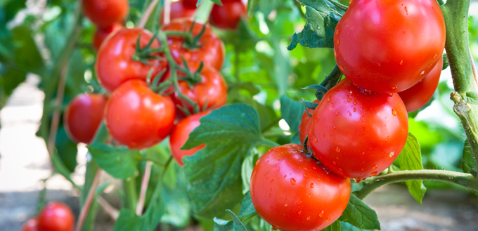 fresh tomatoes