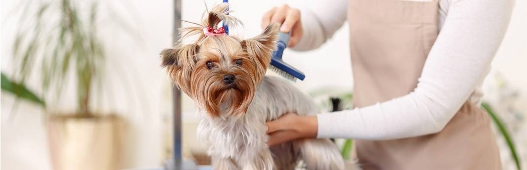 How Much to Tip a Dog Groomer | My Pet Needs That