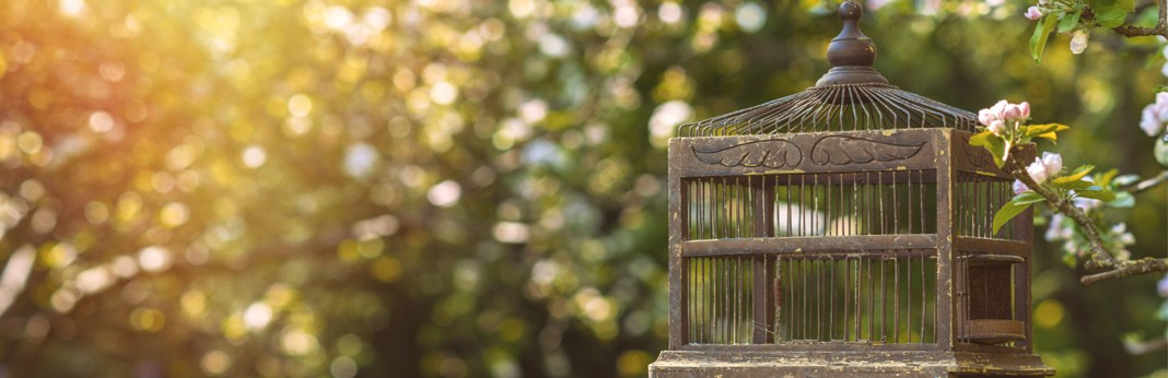 how-to-clean-a-bird-cage