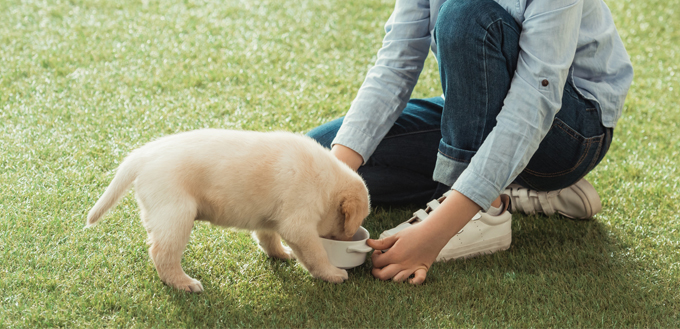 kid feeding puppy