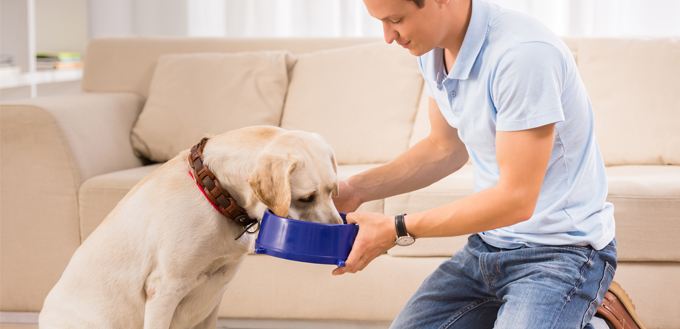 man feeding dog