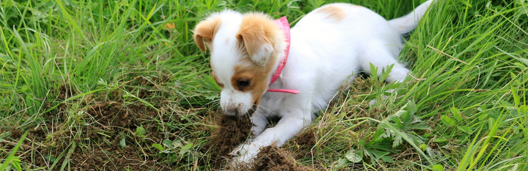 stop dog from digging