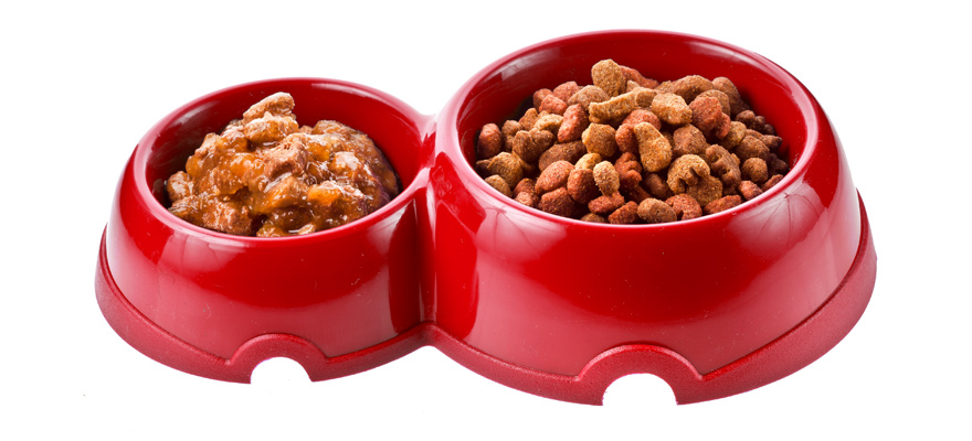 10 Best Wet Dog Foods Your Pet Will Love (Review) 2019