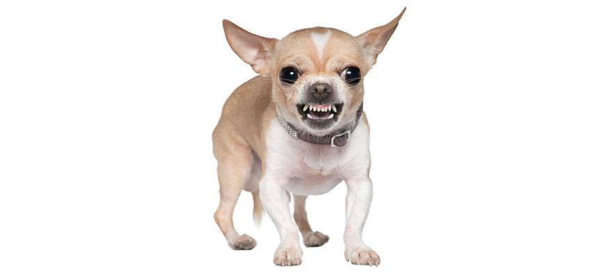 chihuahua muzzle size