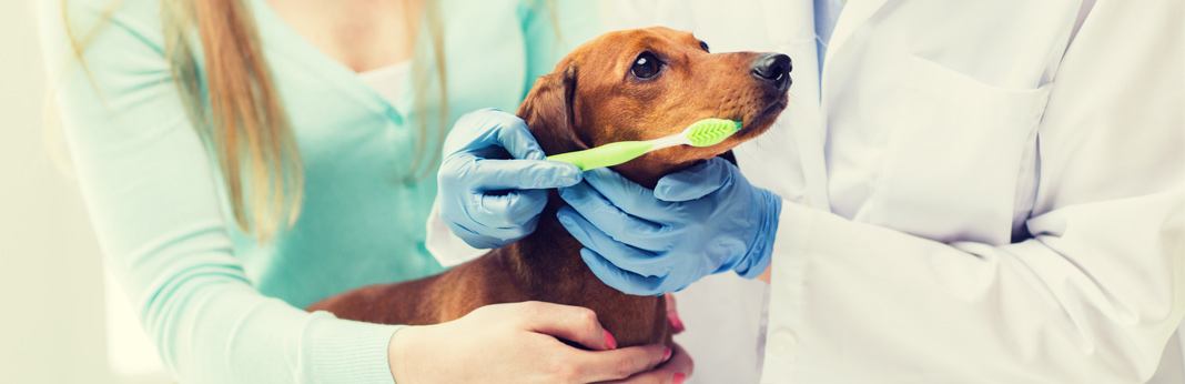 why-is-dog-oral-health-so-important