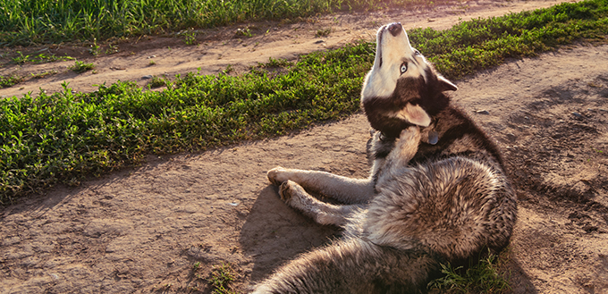 dog scratching ears