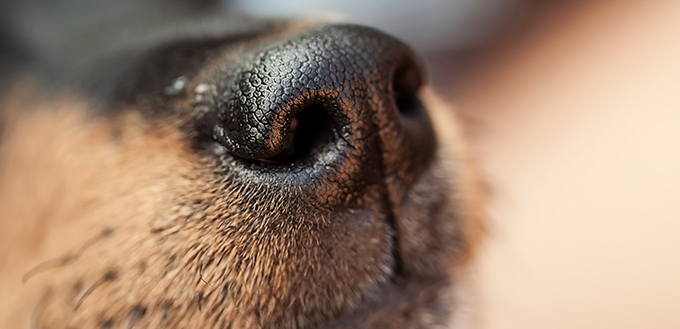 Dog nose