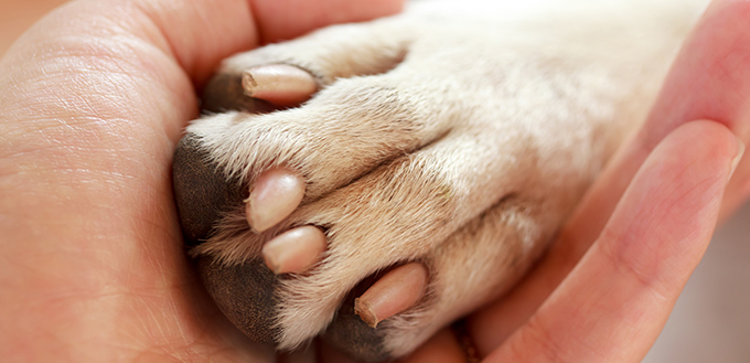 Friendship between human and dog