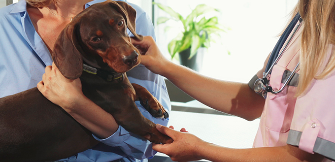 The vet is cheking up dogs paws and claws