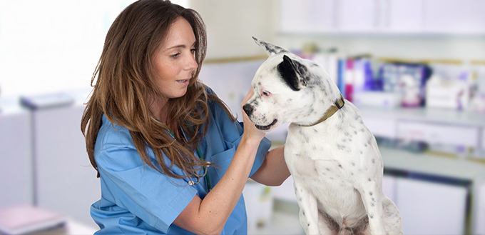 Veterinary with a dog for a review
