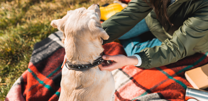 adjust dog collar