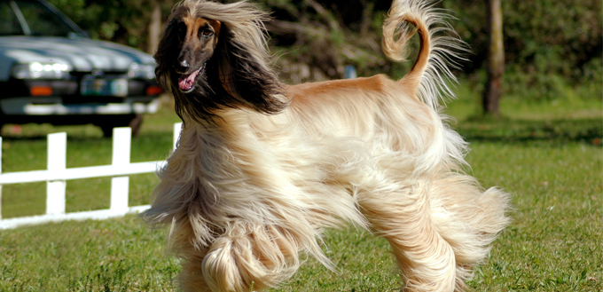 afghan hound