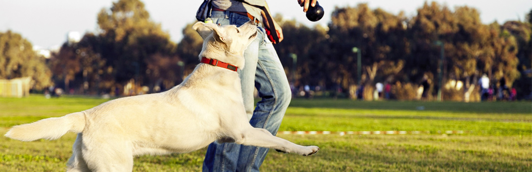 are nylabones safe for dogs