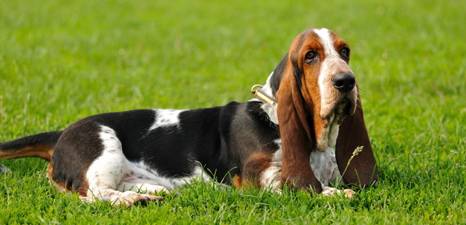 basset hound