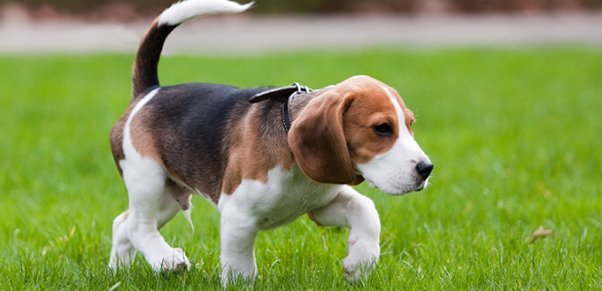 beagle