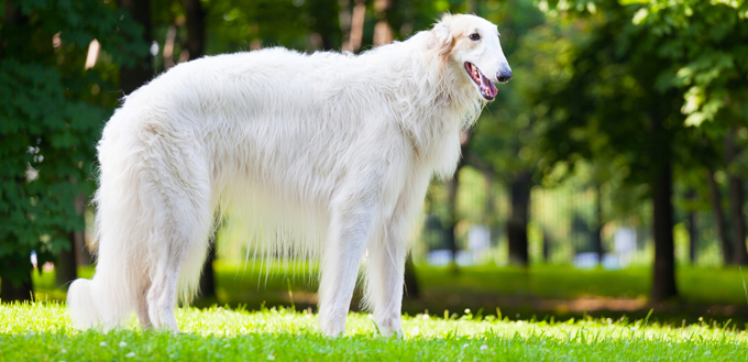 borzoi