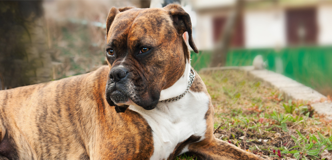 boxer dog