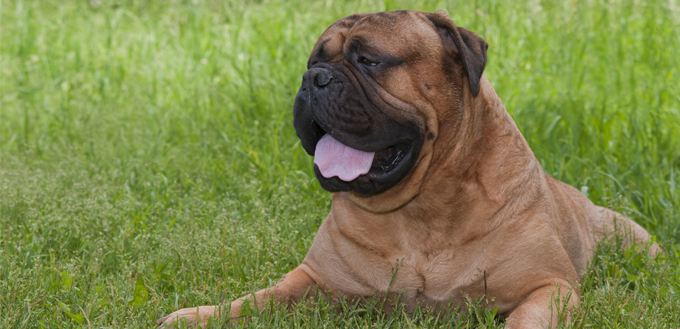 bullmastiff