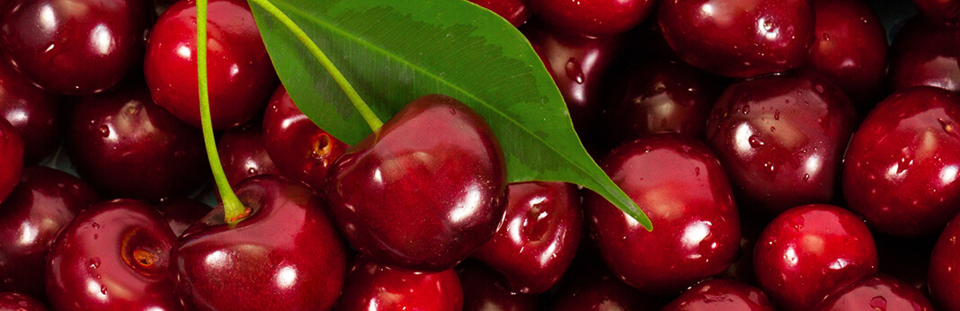 can dogs eat cherries