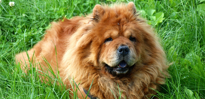 chow chow