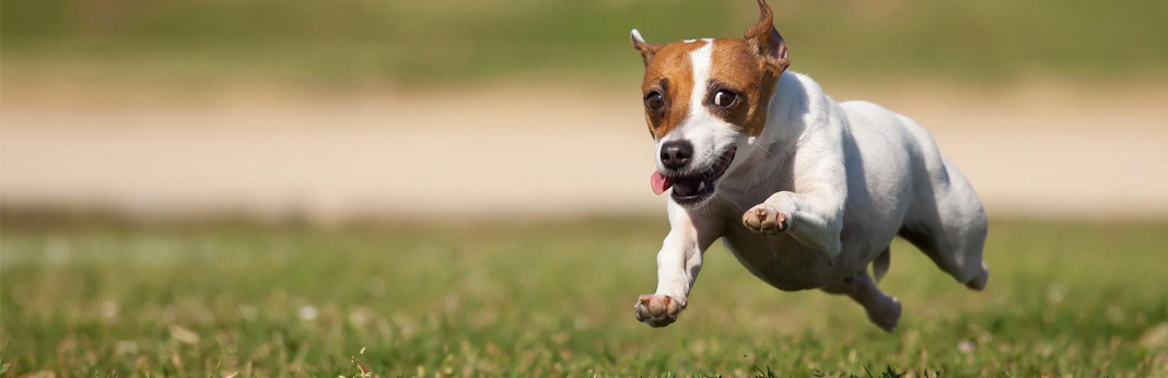 citronella dog collar