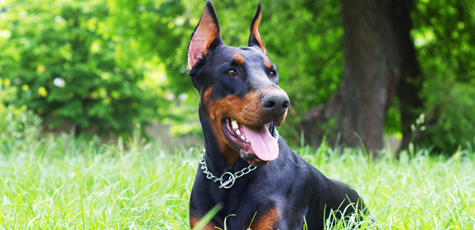 doberman pinscher