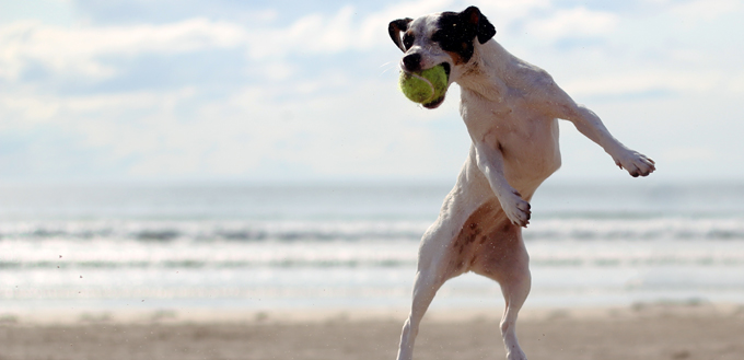 dog catching ball