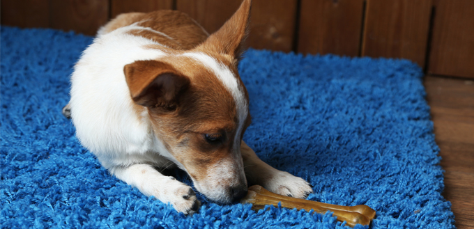 dog chewing rawhide