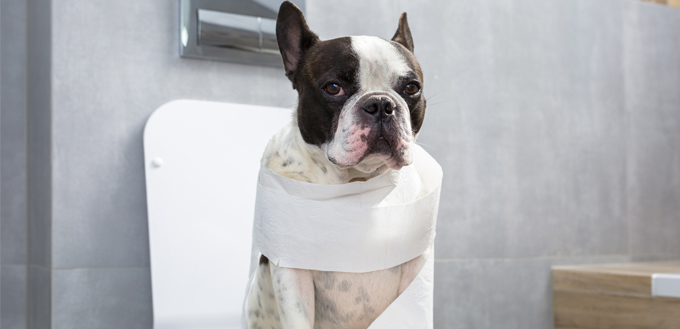 dog in the bathroom