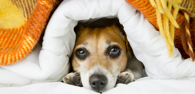 dog laying down