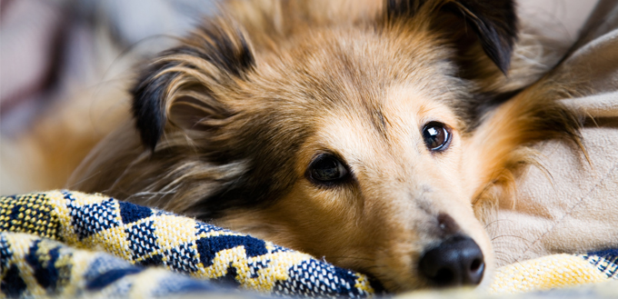 dog laying in bed