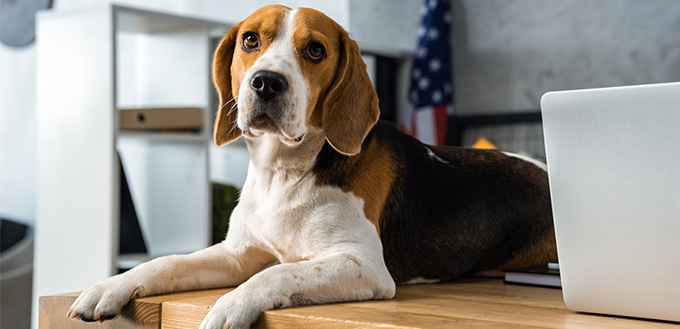 dog laying on table