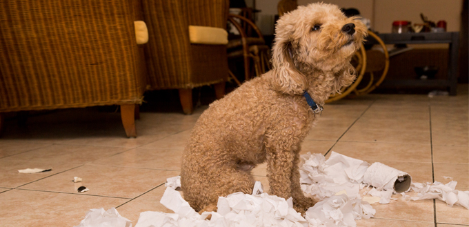 dog playing with toilet paper